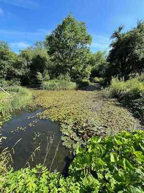 Property grounds - Beautiful Wiltshire mill house (Chippenham)