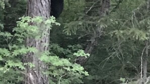 A bear climbing a tree in a forest. - Resurrection Campsite #2 (Hope)
