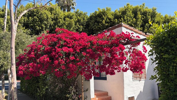Un petit bâtiment blanc, doté d’un escalier à degrés recouverts de tuiles rouges et d’un balcon orné de fleurs roses éclatantes.