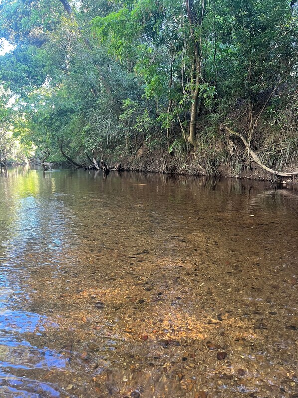 A river with clear water and pebbles, surrounded by dense green foliage and trees.