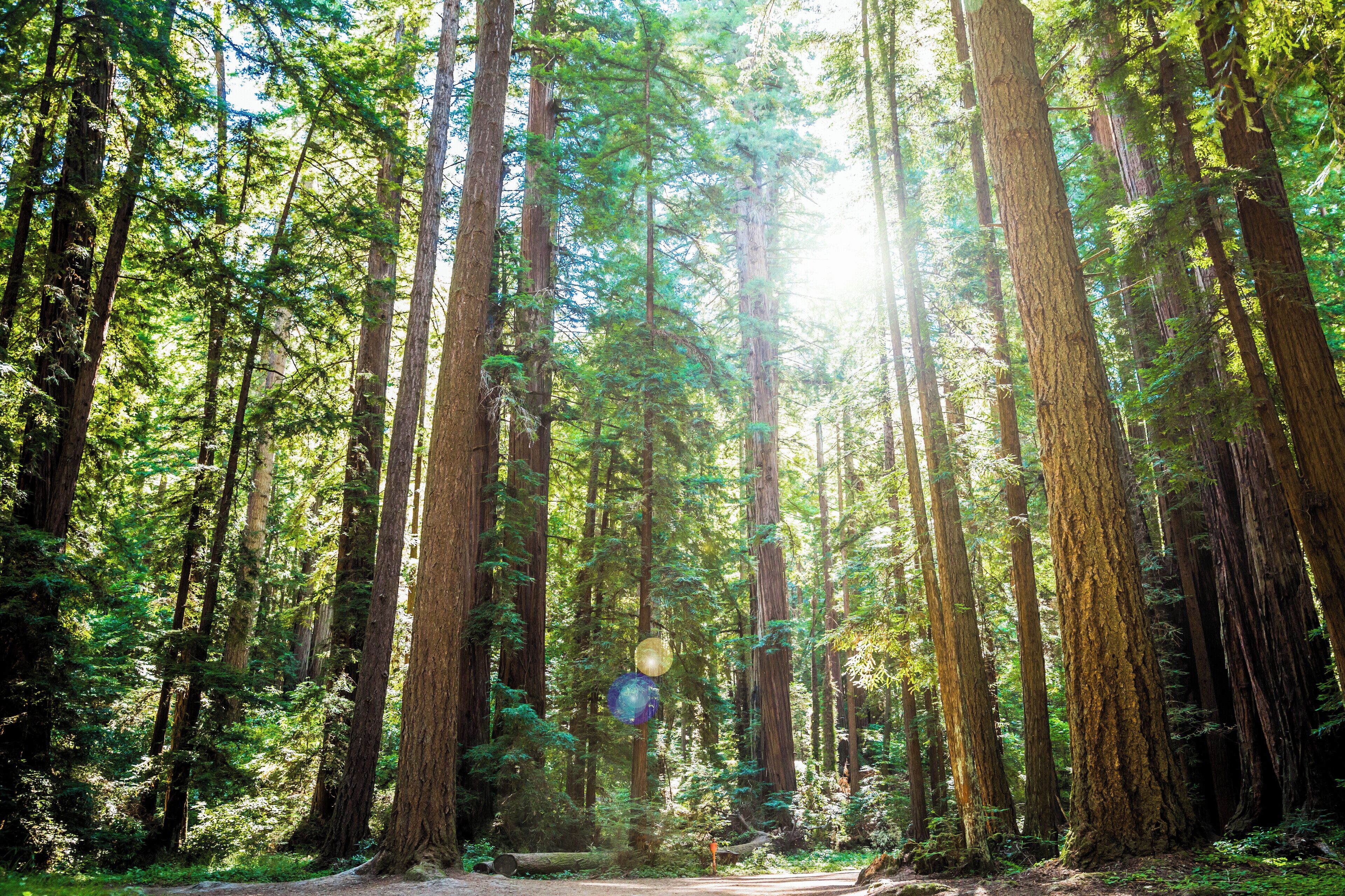 Un bosque denso con árboles altos y luz solar filtrándose entre las ramas.