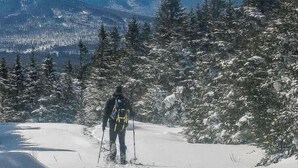 Iemand wandelt door een besneeuwd bos, met bergen op de achtergrond.