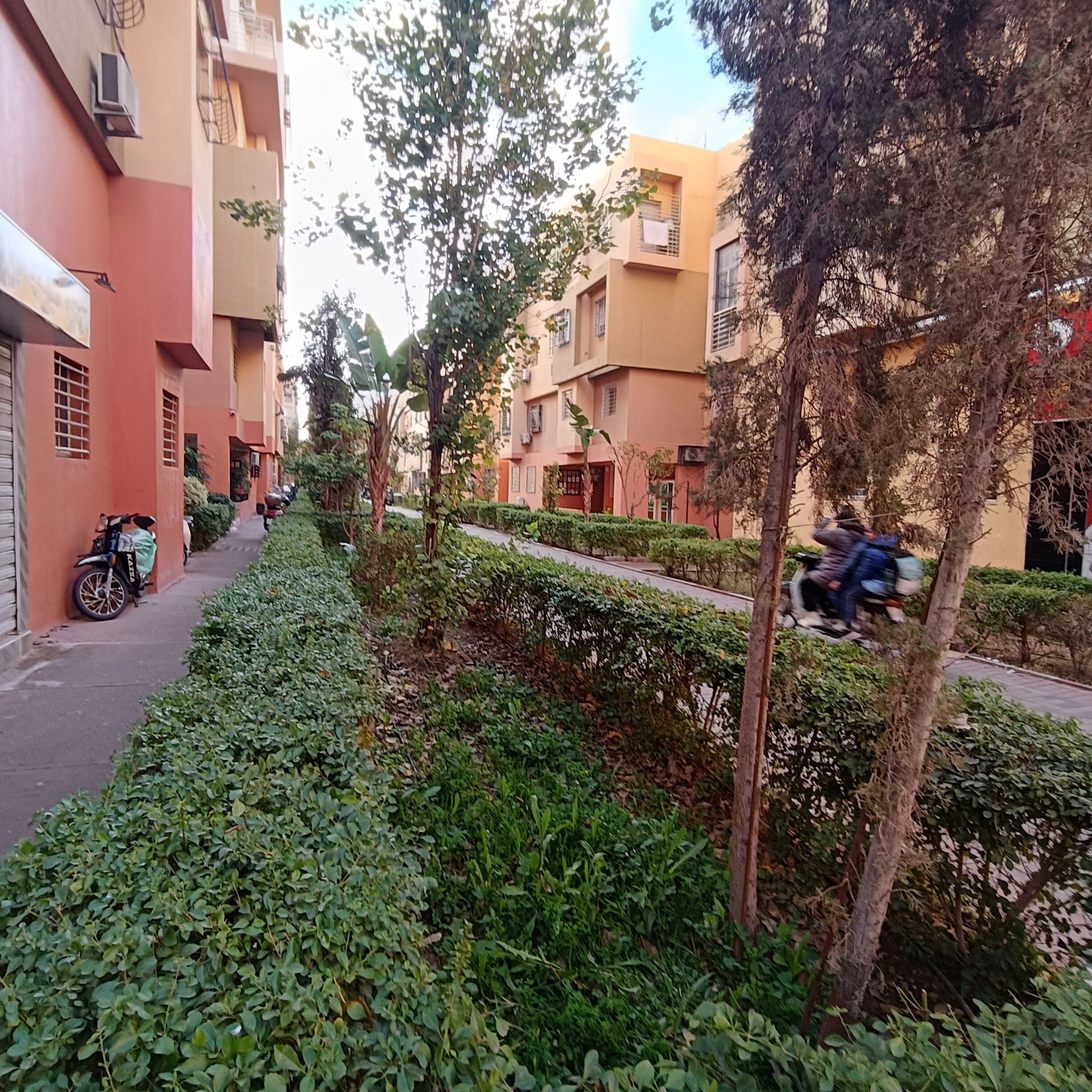 Una estrecha calle urbana bordeada de edificios de varios pisos, un seto cuidado y una motocicleta estacionada.