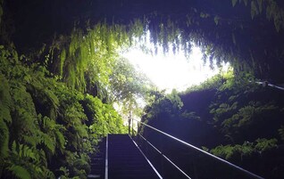 Una escalera rodeada de abundante follaje verde, que conduce a una zona más iluminada.