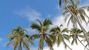 A beach with palm trees, thatched umbrellas, and wooden benches. - Ocean Paradise Resort Zanzibar (Kiwengwa)