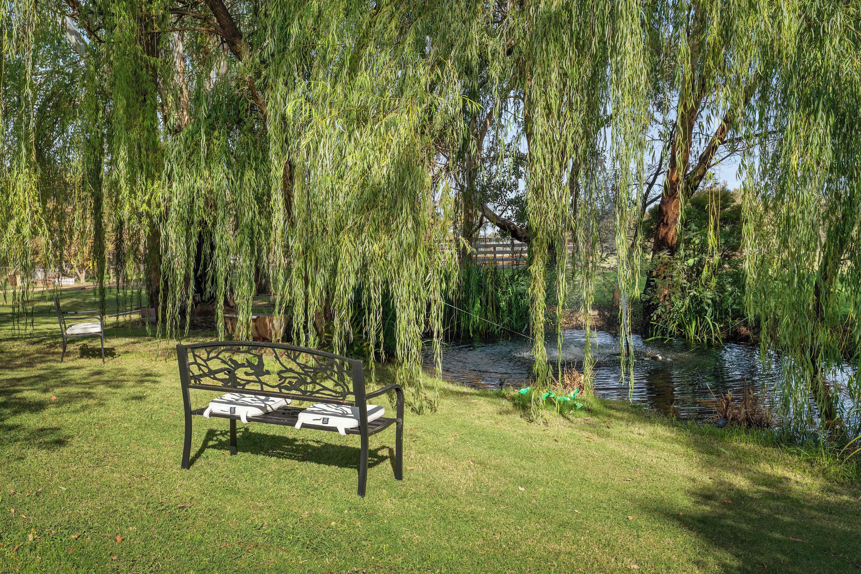 Eine Bank unter Weiden an einem Teich.