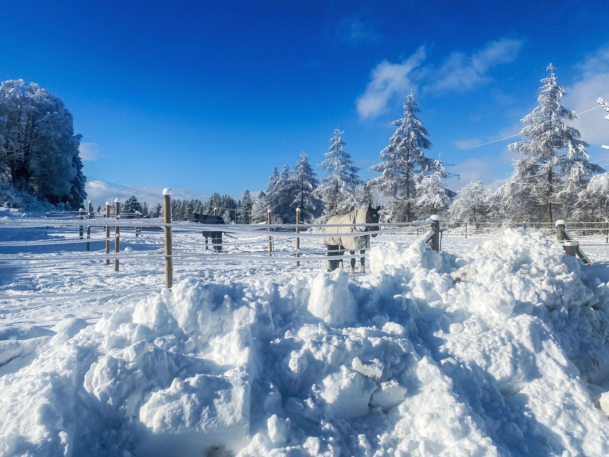 A snowy landscape with a fenced area, snow-covered trees, and a clear blue sky.