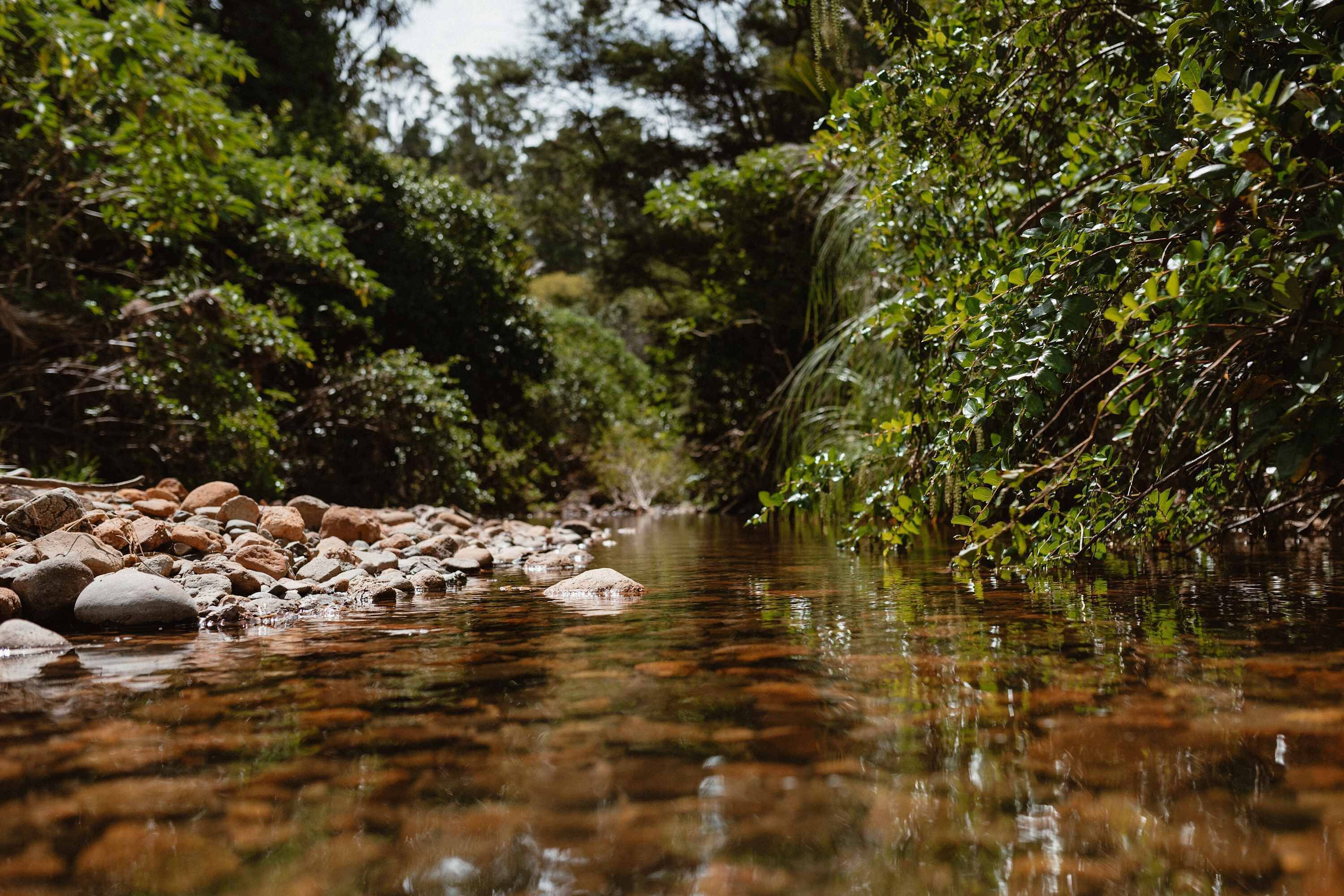 Un arroyo cristalino con rocas y vegetación densa.