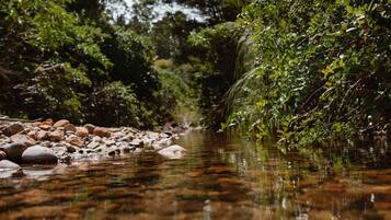 Un arroyo cristalino con rocas y vegetación densa.