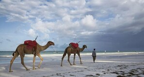 Beach - Neptune Village Beach Resort & Spa (Diani Beach)