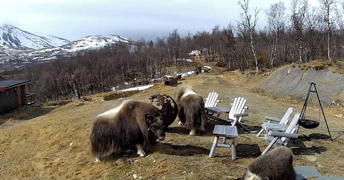 Lebe im Reich der Moschusochsen auf Dovrefjell