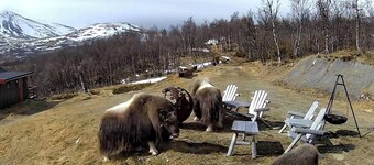 Vivez au royaume des bœufs musqués à Dovrefjell