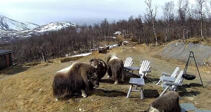 Lebe im Reich der Moschusochsen auf Dovrefjell