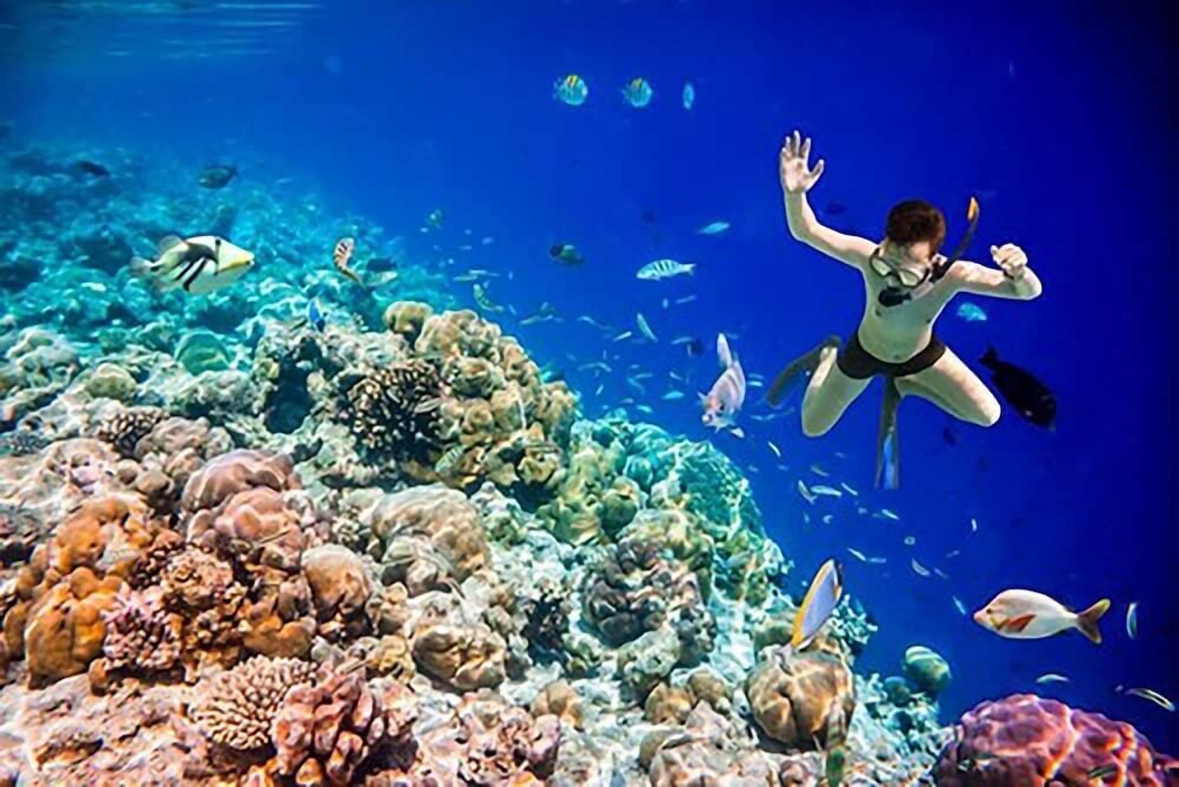 A person scuba diving among coral reefs and fish.