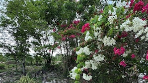 Ein Garten mit blühenden Pflanzen und steinigem Untergrund.