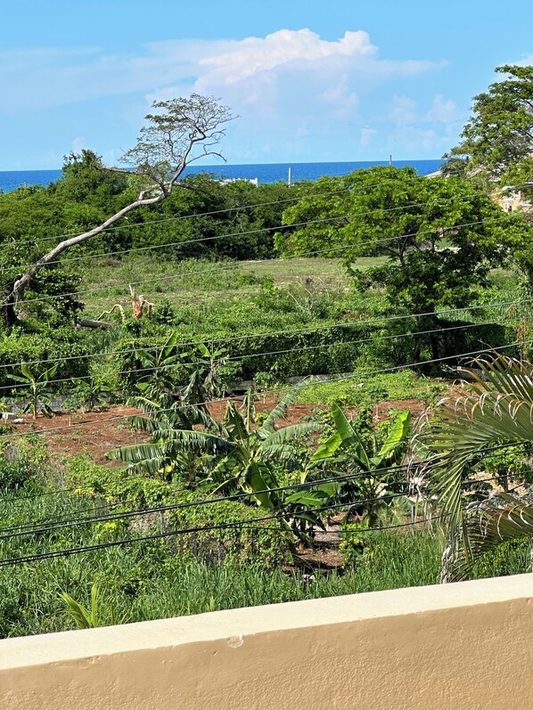 A lush green landscape with banana plants and trees, a clear blue sky, and a distant view of the ocean. - Ocean view villa 6-BR, 6-Bath, 7min walk to free beach (Trelawny Parish)