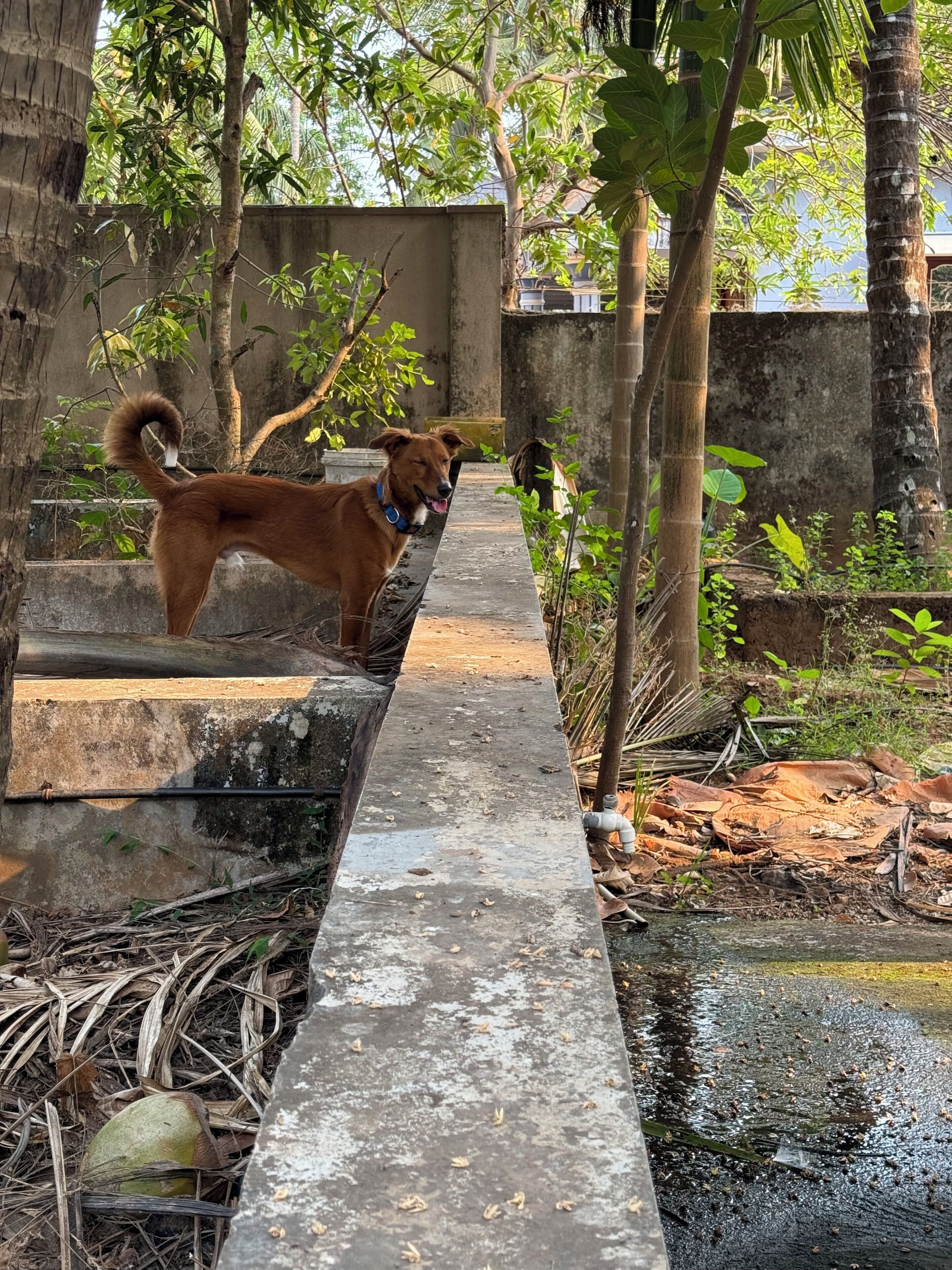 Un chien se tient sur une bordure en béton, avec de la verdure et un mur en arrière-plan.