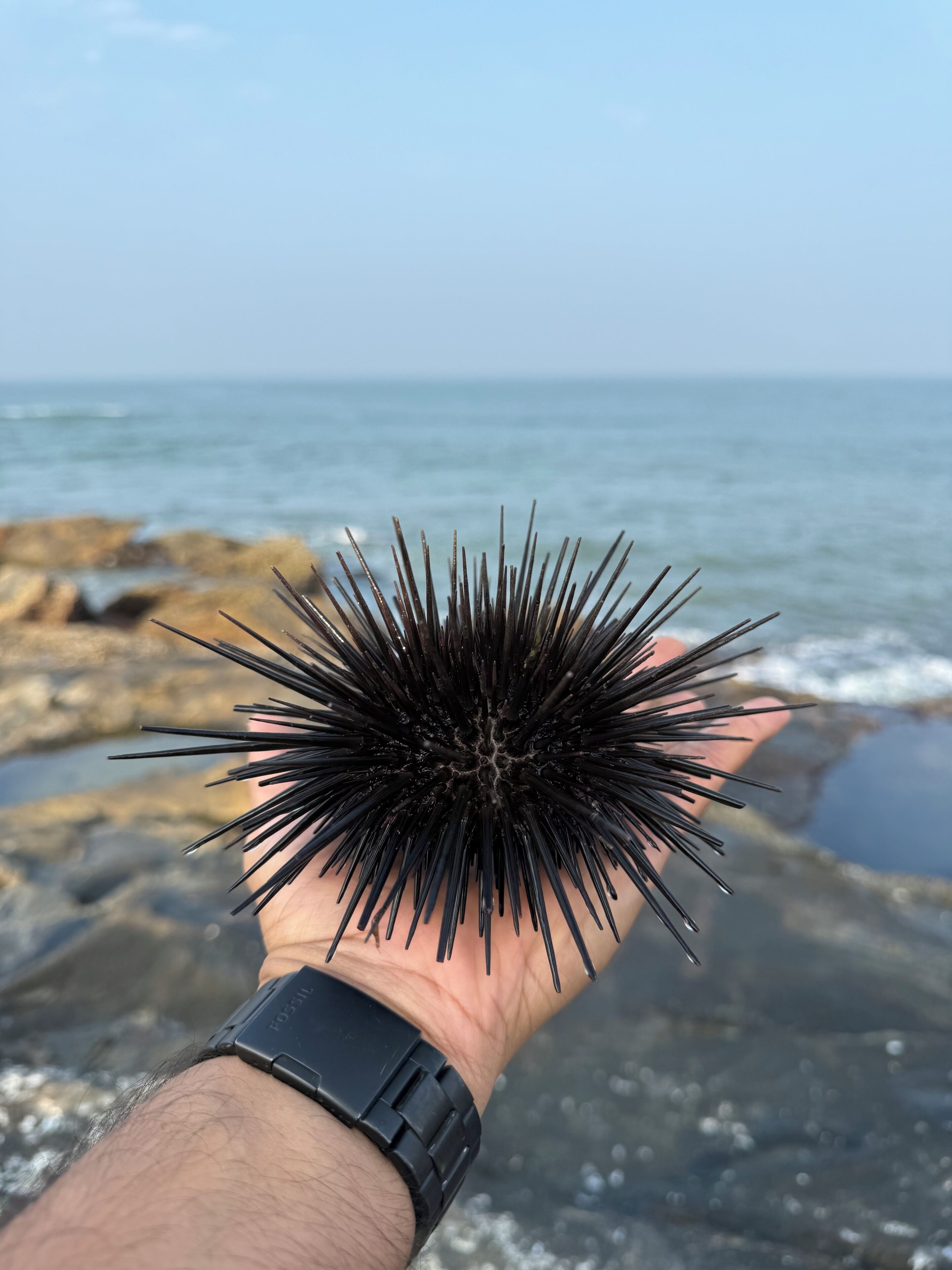 Une main tenant un ours de mer noir, avec une montre au poignet, surplombant une côte rocheuse et une mer calme.