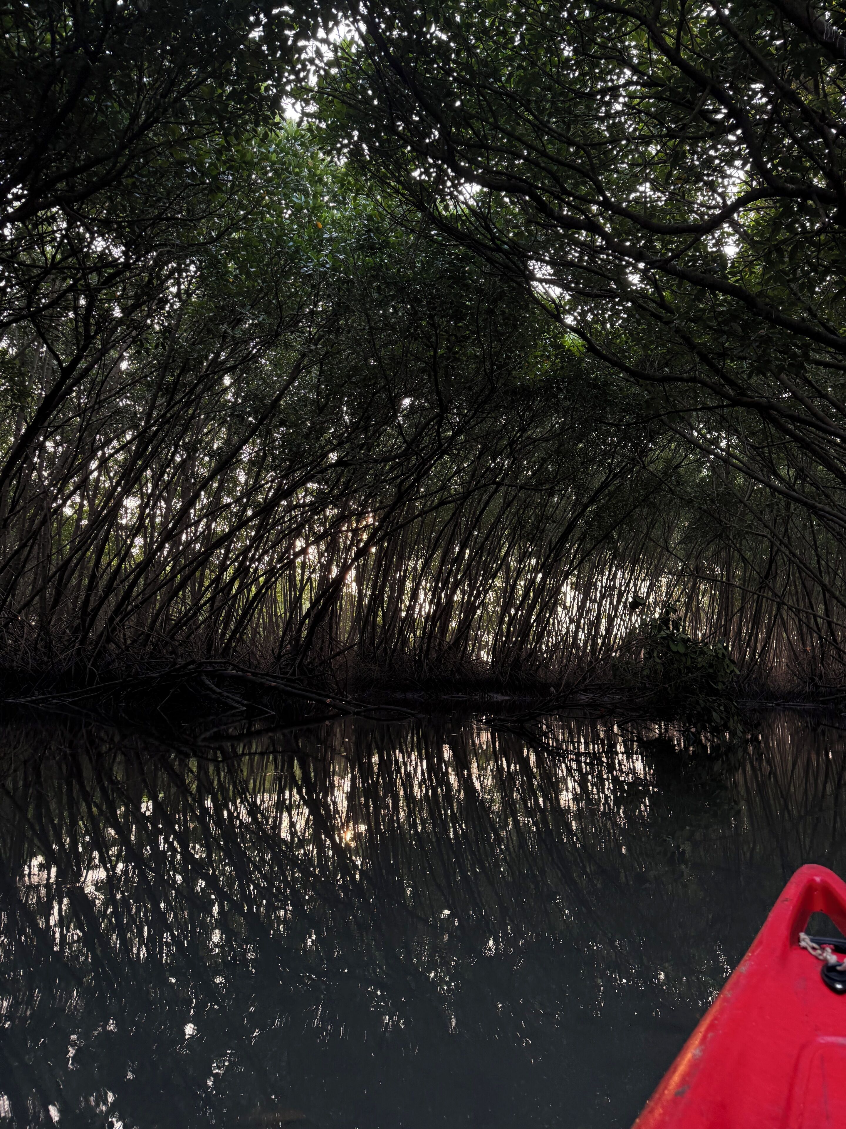 A red kayak on calm water with dense mangrove trees reflected in the water.