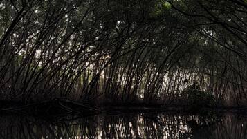 A red kayak on calm water with dense mangrove trees reflected in the water.