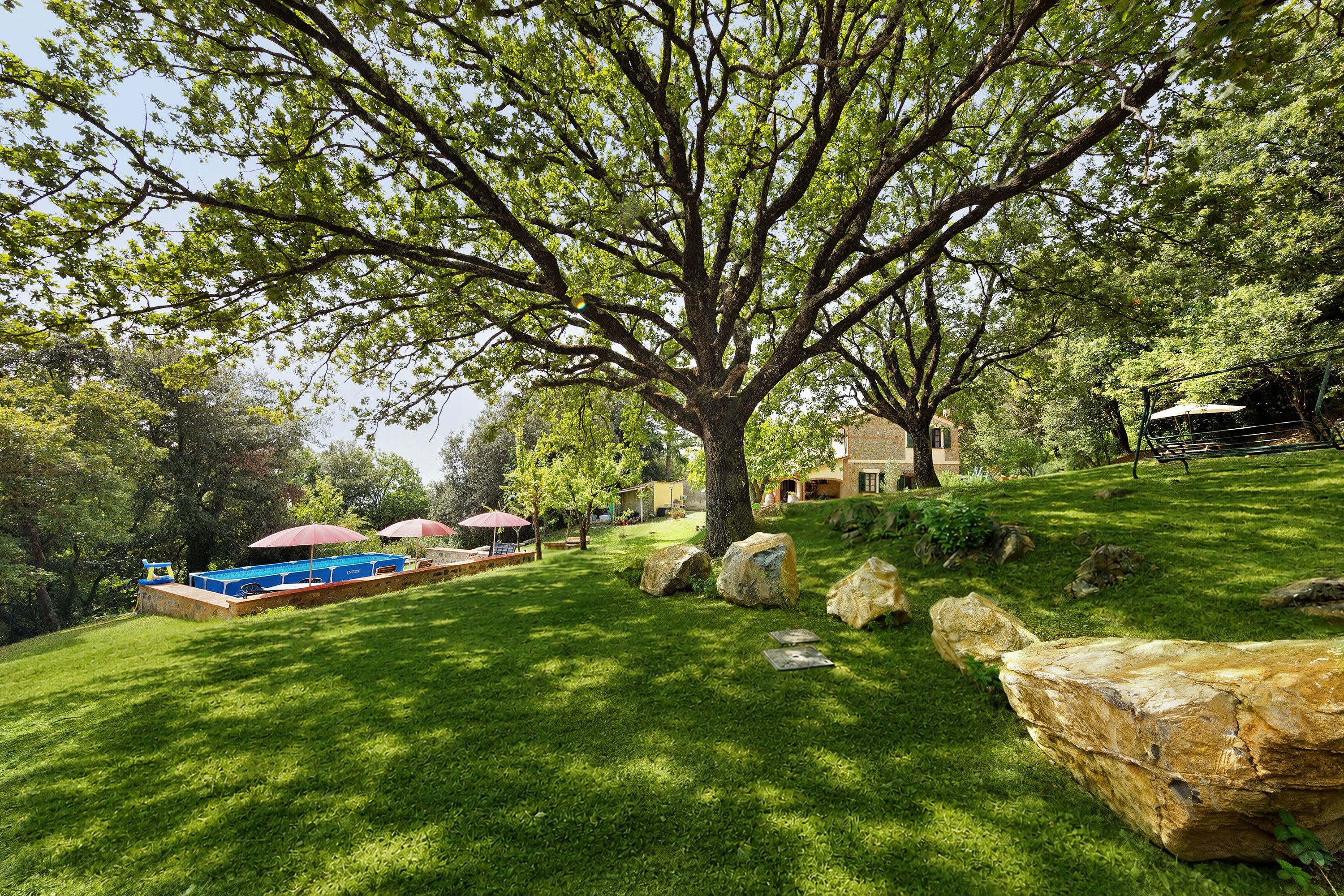 A large tree in a well-maintained grassy area with a pool and umbrellas.