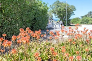 Un jardin avec des fleurs oranges, un sentier et une clôture blanche.