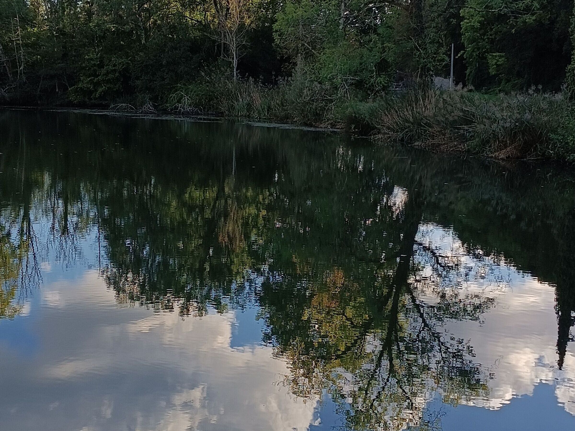 En stilla vattenyta som speglar träd och himmel.