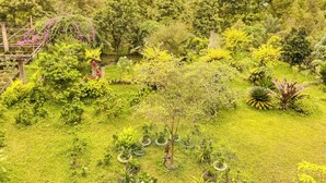 Un exuberante jardín con diversas plantas y árboles, una pérgola de madera y un cielo despejado.