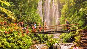 Un bosque frondoso con una cascada y un puente por donde caminan personas.