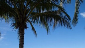 Escena de playa con una hamaca atada a una palmera, una persona relajándose en la hamaca, y una playa de arena con el océano al fondo.