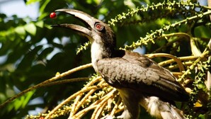 Ein Vogel sitzt auf einem Ast mit langem Schnabel, umgeben von grünem Laub und kleinen roten Beeren.