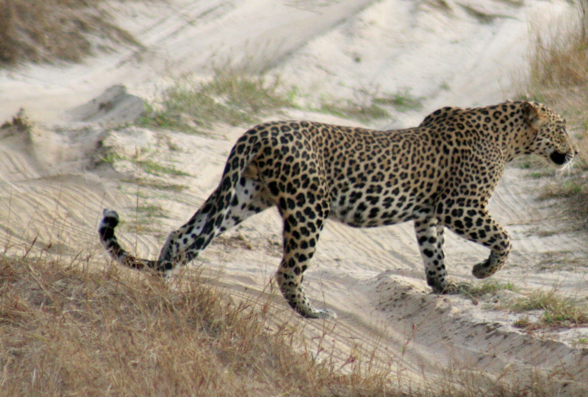 A cheetah walking on a sandy terrain with sparse grass.