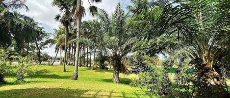 A lush garden with palm trees and grass.