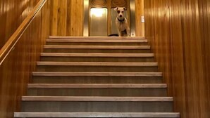 A wooden staircase with a dog standing at the top. - Las Bayas Home Suites (Esquel)