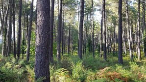 Uma floresta densa com árvores altas e vegetação rasteira.