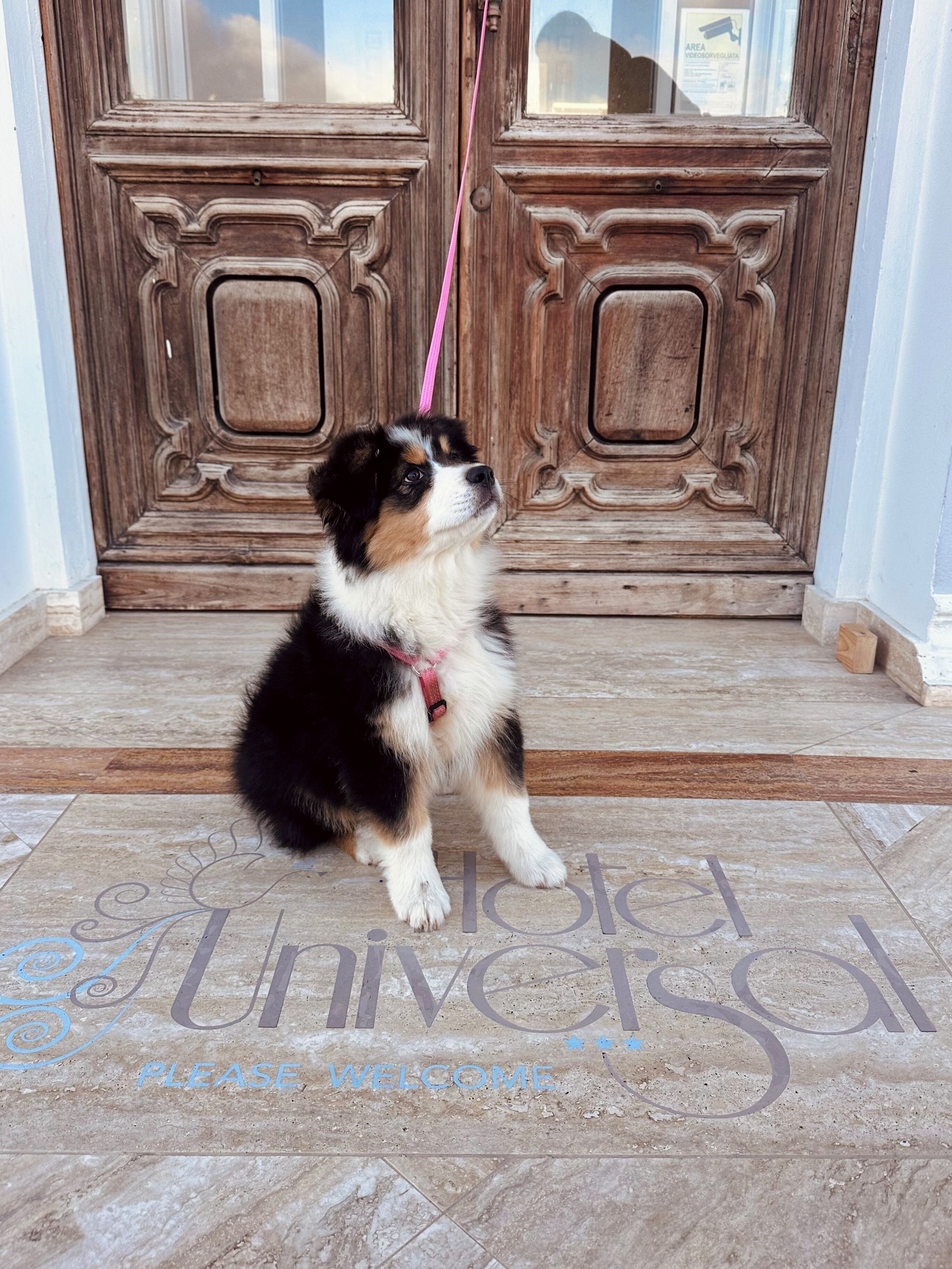 Un chien est assis sur le seuil carrelé d’une entrée, devant une porte en bois, et une pancarte indique : « BIENVENUE ».