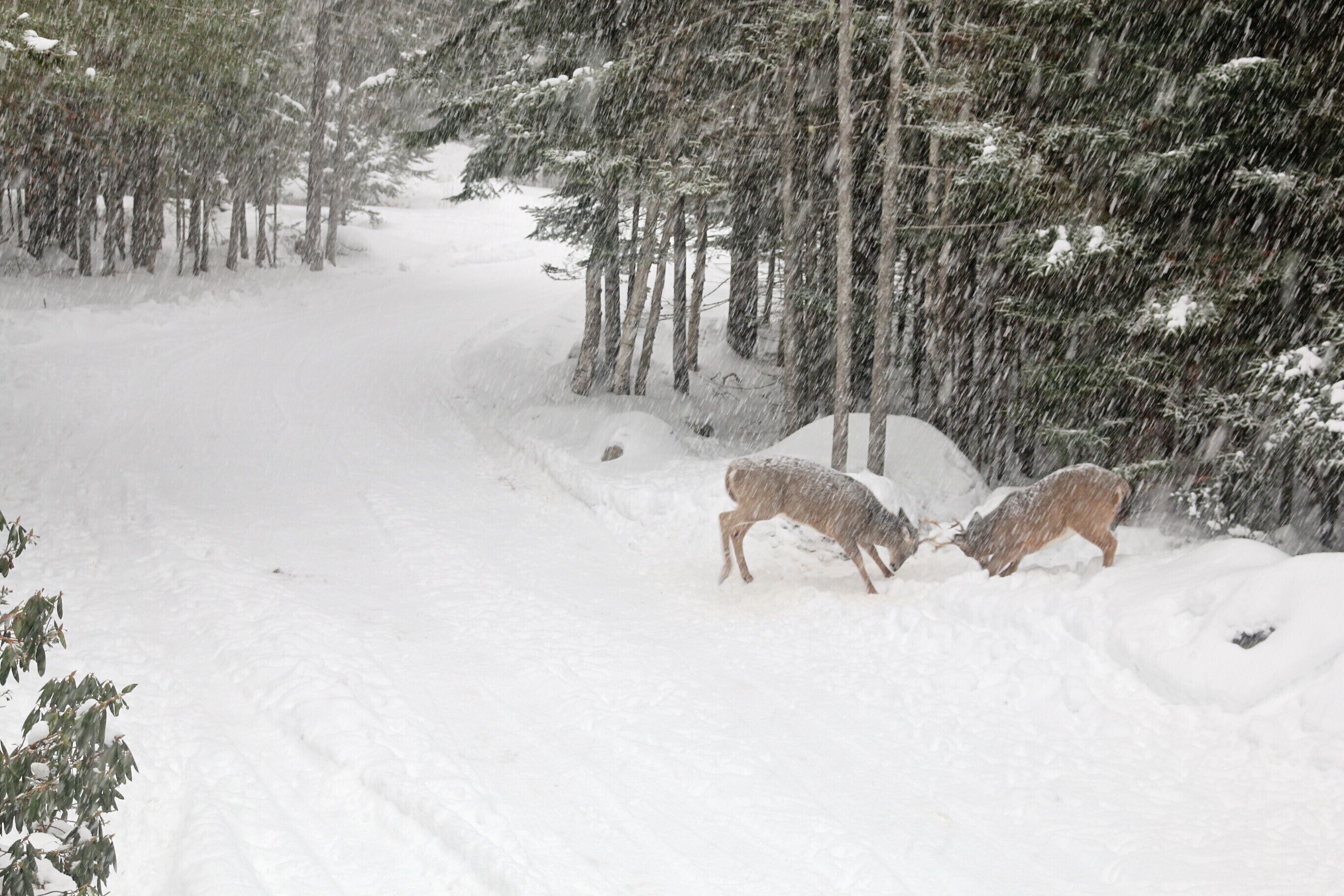 A snowy forest scene with two deer.