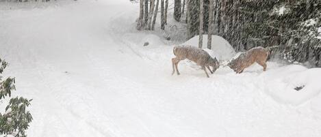 A snowy forest scene with two deer.