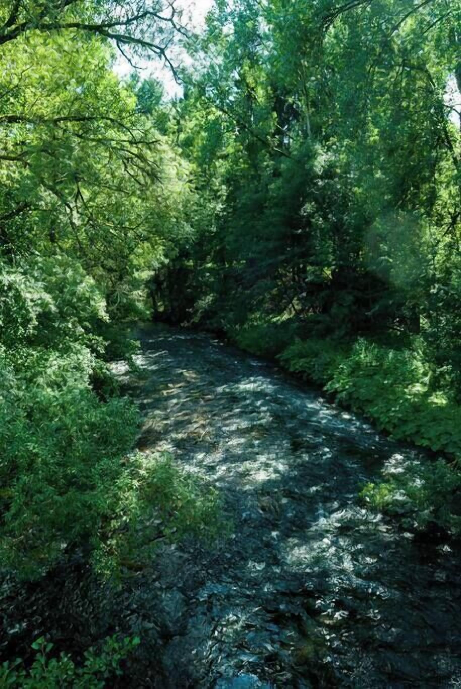 A natural landscape with a river flowing through a densely wooded area.