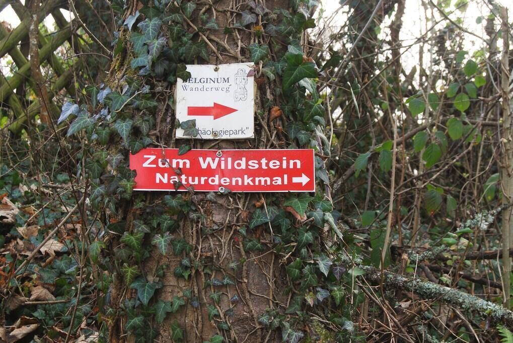 A signpost with directional arrows and text, surrounded by dense foliage.