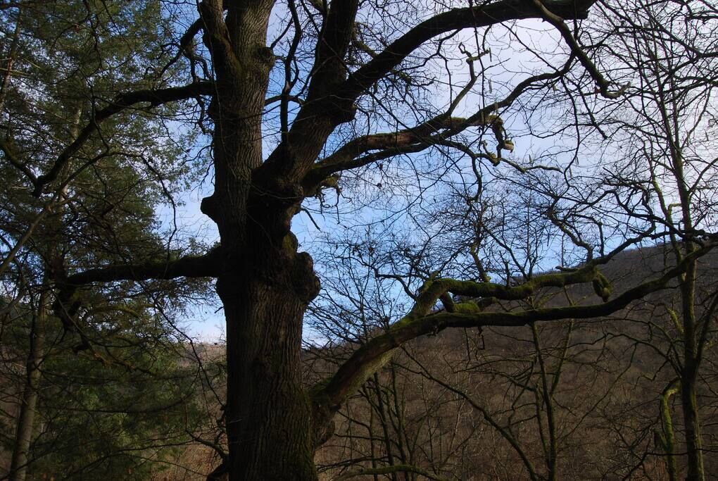 A large tree with a thick trunk and sprawling branches.