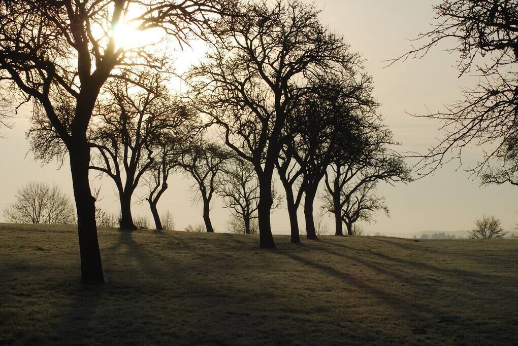 Een rij kale bomen op een grasheuvel, met de zon door de takken heen.
