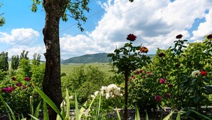 Un jardí amb un arbre, diverses flors i una vista d'un paisatge verd.