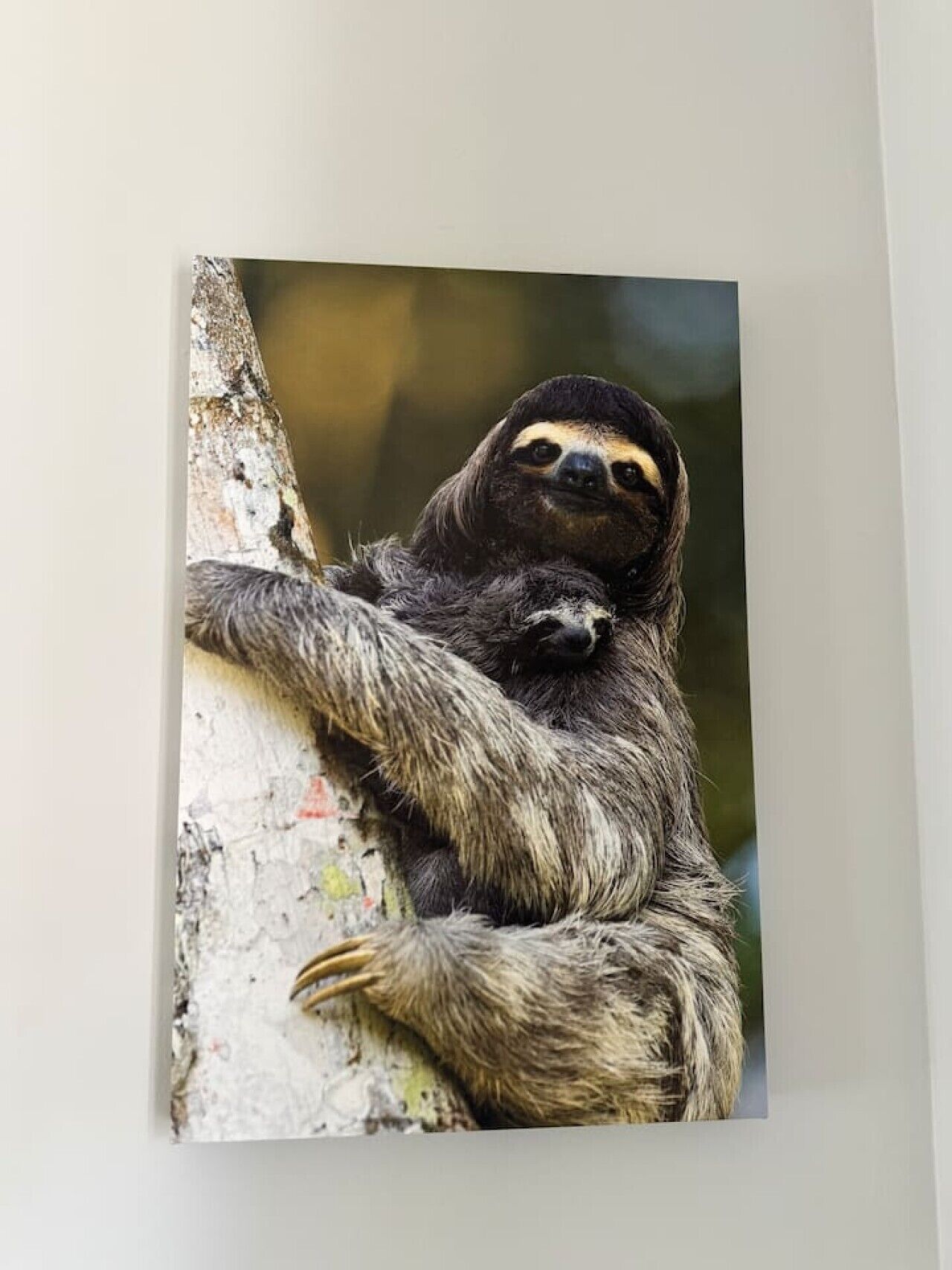 A sloth clinging to a tree trunk.