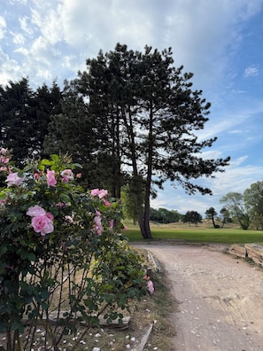 Een onverhard pad dat leidt naar een grote boom, omringd door begroeiing en roze bloemen.