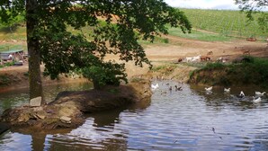 A serene riverside scene with ducks swimming, a tree providing shade, and a distant vineyard.