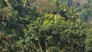 Un paisaje exuberante y verde con vegetación densa y una montaña al fondo.