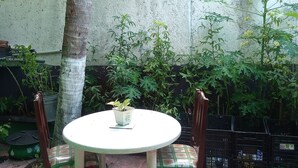 A round table with two chairs, a potted plant, and a concrete wall in the background. - Divers Hostel Cozumel (Cozumel)
