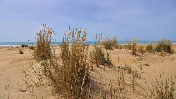 A sandy beach with tall grasses and a clear blue sky. - Guest House B&B Villa Ziella (Pachino)