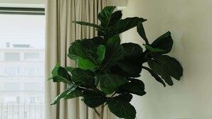 A room with a large potted plant, a tall vase, and a wicker chair. - Large apartment with balcony, 3 BR and 2 Bathrooms (Antwerpen)
